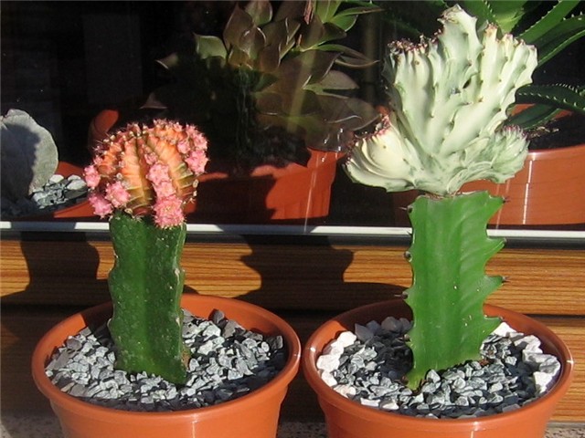 Gymnocalycium  mihanovichii rubra, Euphorbia lactea  